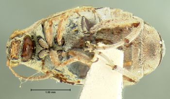 Media type: image;   Entomology 4470 Aspect: habitus ventral view
